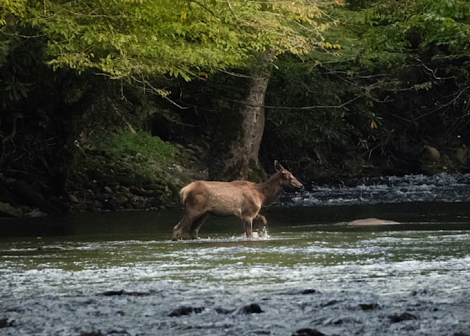 An Innocent Elk Calf Cross A River Print