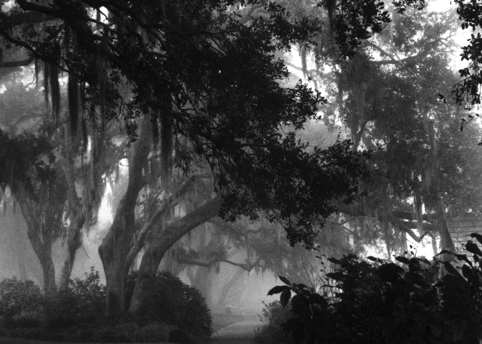 Oak trees and hanging Spanish moss line a misty path around Lake Apopka outside of Orlando, Florida
