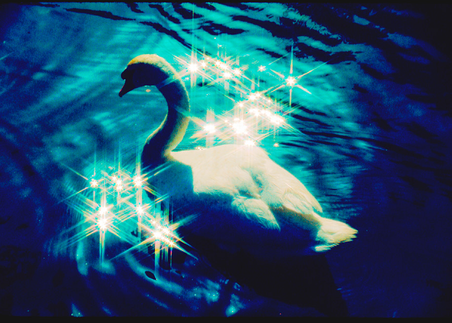 "Fairytale Swan" Photography Art | Sammy Davis Fine Art Photography