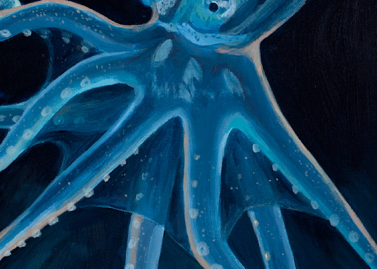 Cephalopod Art | Elizabeth Cleary