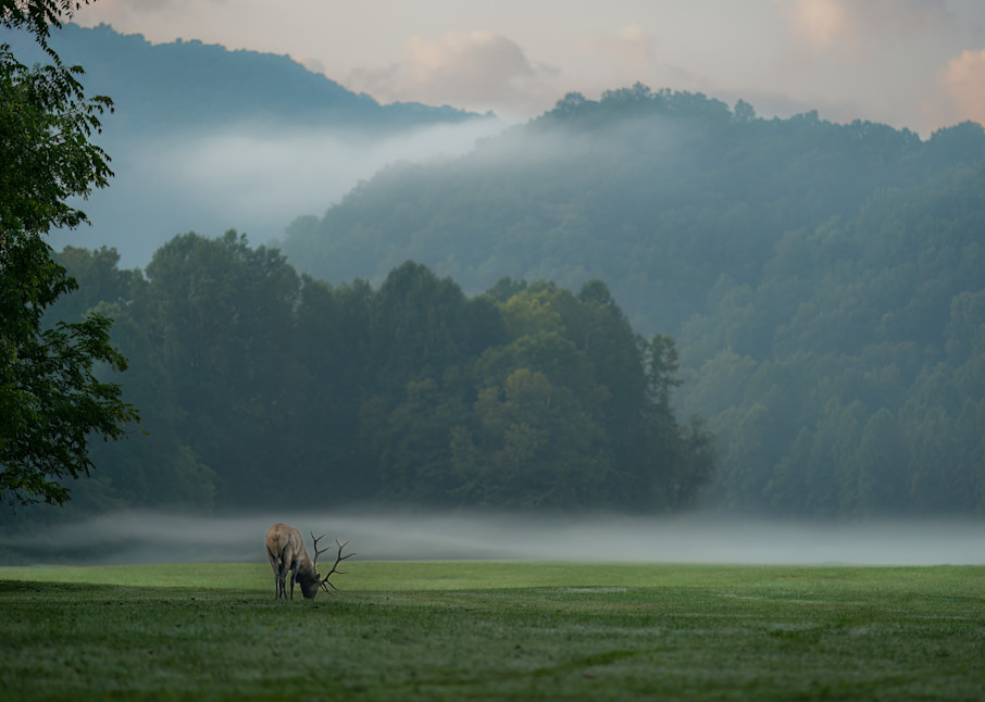 Elk In The Mist Photography Art | Jennifer Hadley Photography