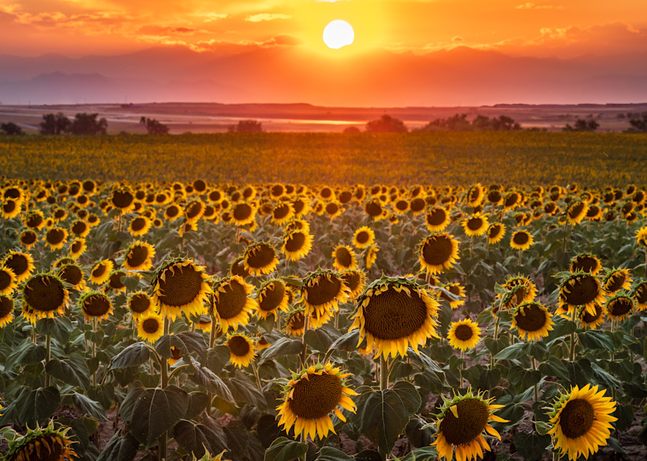 Sunflower Sunset. Colorado Photography Art | Kelley Dallas Photography