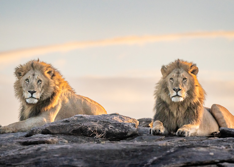 Regal Lions Art | Terrie Gray Photography LLC