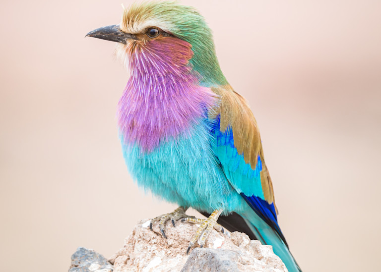 Lilac Breasted Roller Art | Terrie Gray Photography LLC