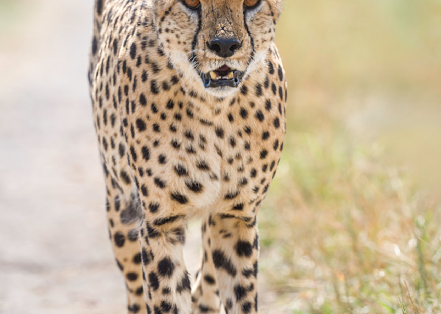 Walking Cheetah Art | Terrie Gray Photography LLC