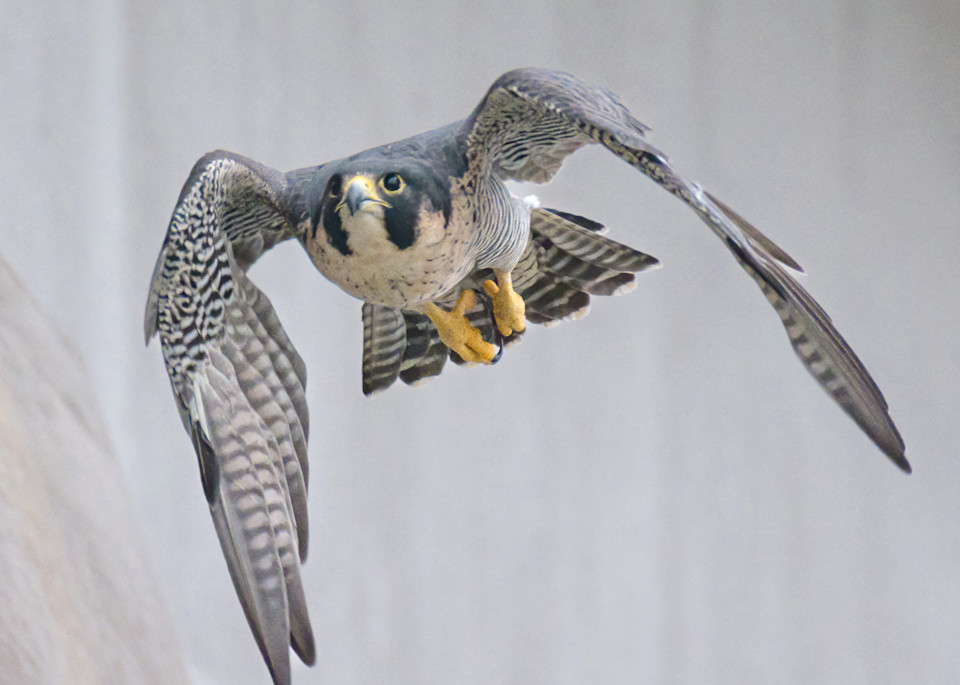 Peregrine Falcon Dive
