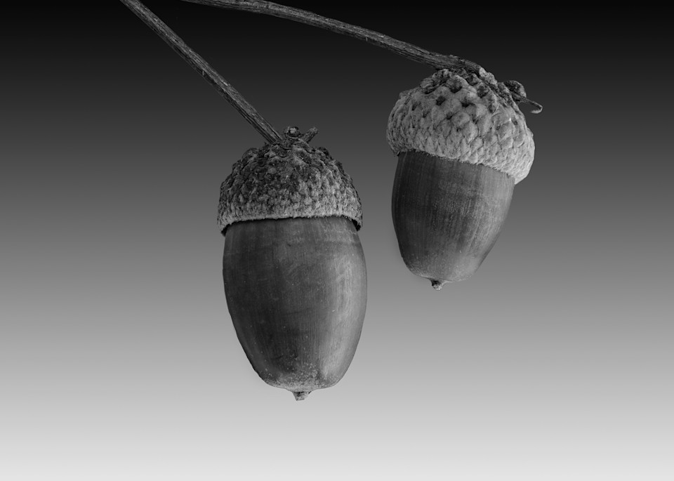 Very small Acorns can develop into very large canvas art.
https://www.royfraserphotographer.com/bw-abstract-flowers