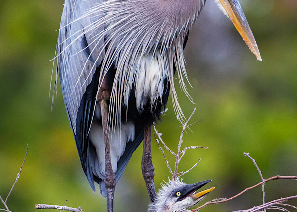 Mommy And Me   Great Blue Heron Photography Art | Deb Ward Photography