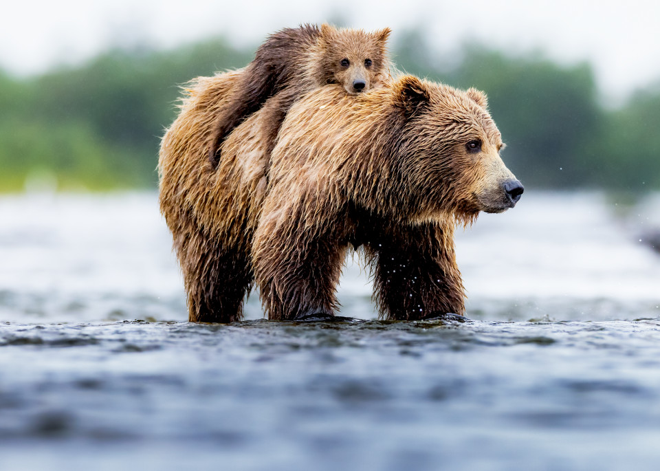 Alaskan brown Bear and Bear Cub Fishing Wildlife Photography