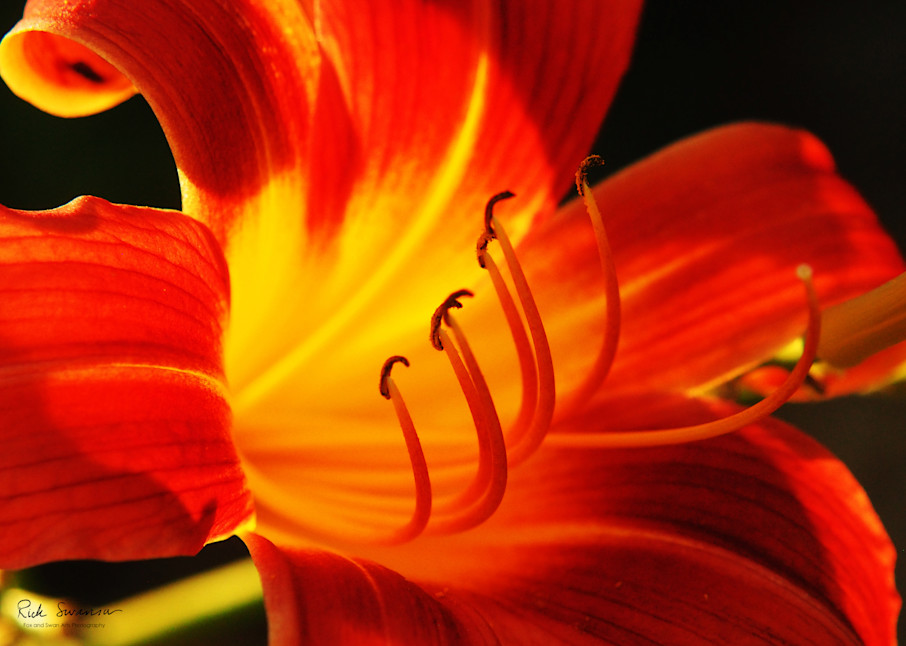 Donna's Lily Radiant