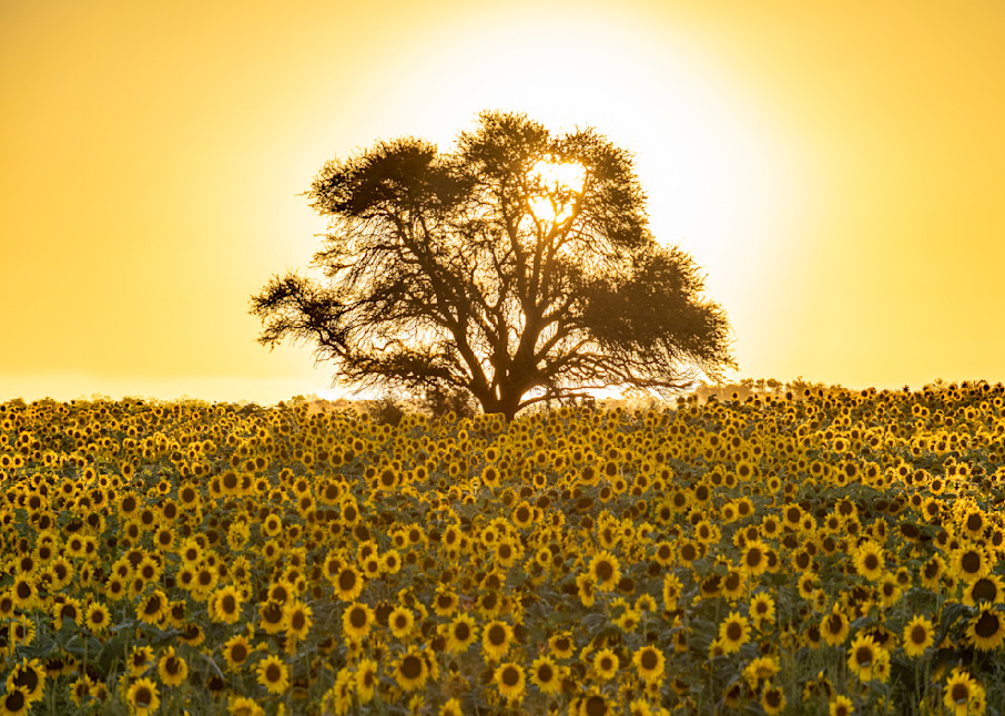 Sun and Sunflowers