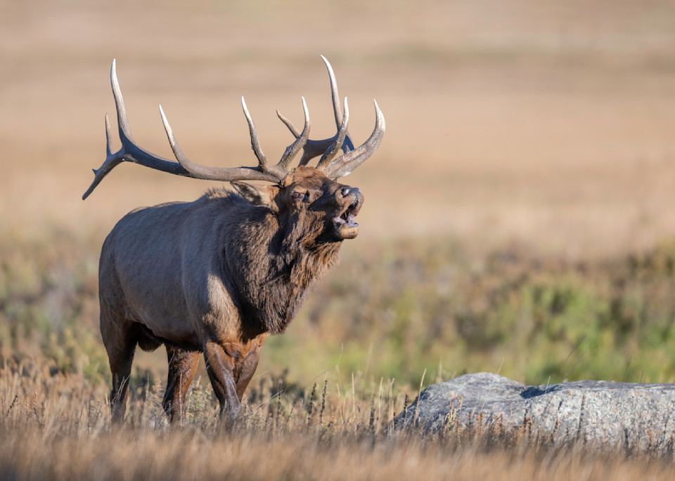 Rocky Mountain Elk, Rocky Mountain National Park  Photography Art | Tom Ingram Photography