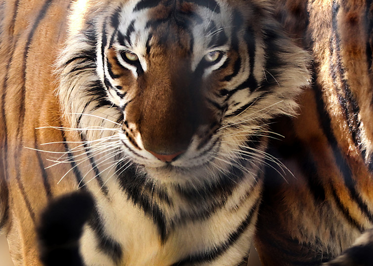 Tiger Tail Photography Art | Art Beyond Control