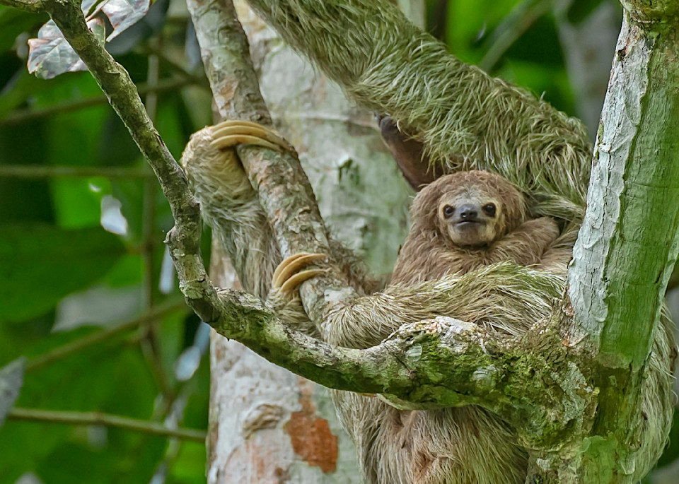 Baby Sloth-Costa Rica, JAnet Ogren