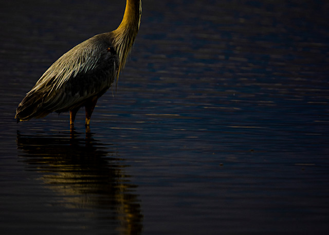 Heron Light Photography Art | Brokk Mowrey Photography