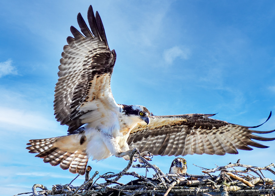Nesting Ospreys on Lake James