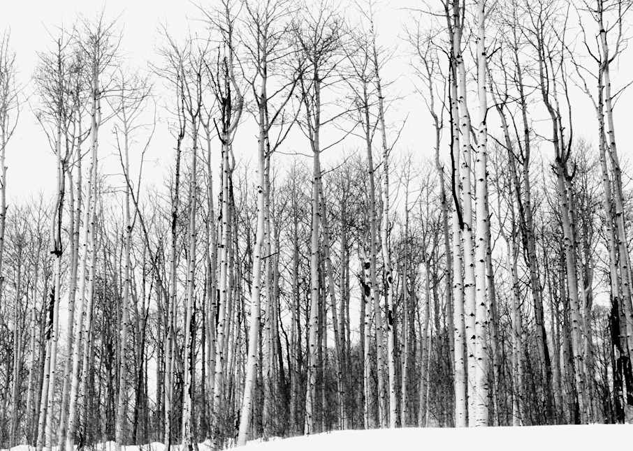 Winter White  Photography Art | suziebiehler