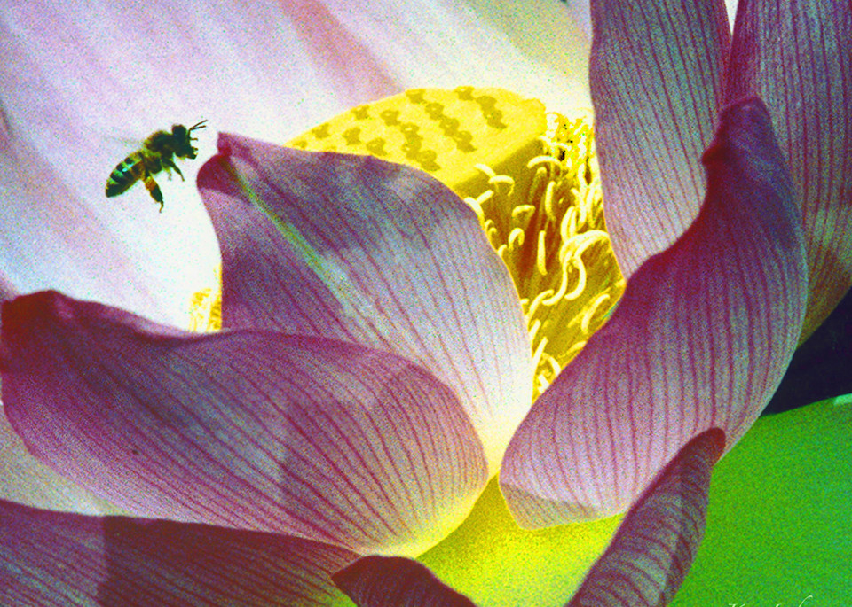 Lotus And Bee Photography Art | Art Beyond Control