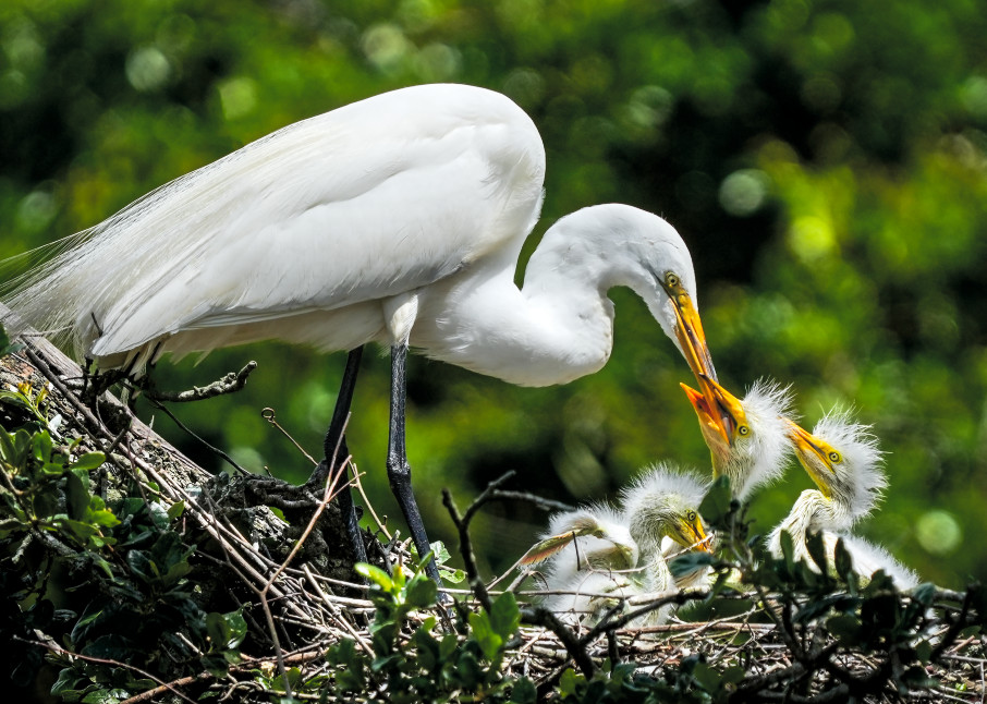 Great Egret Feeds its Young