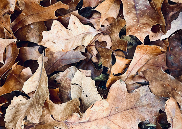 Autumn Leaves 2 Photography Art | Kathleen Messmer Photography