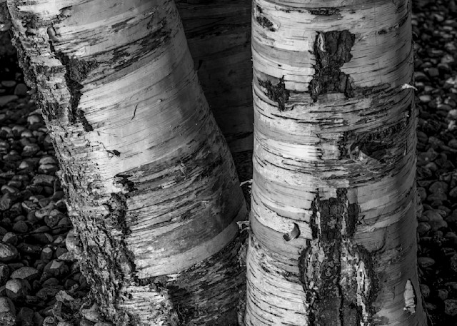 DP757 Birch Tree Trunks B&W