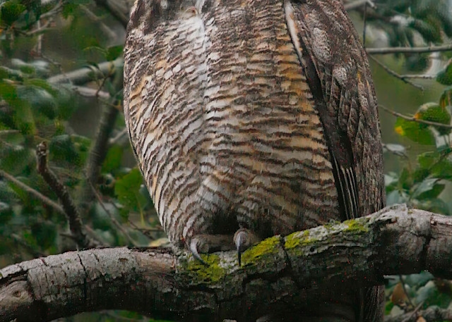 Great Horned Owl Photography Art | Art Beyond Control