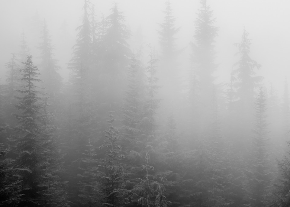 Forest in the Fog, Huckleberry Ridge, Washington, 2022