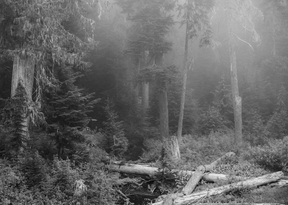 Misty Forest, Huckleberry Ridge, Washington, 2022