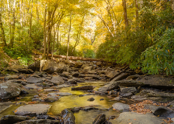 A Golden Creek Ablaze With Autumn Colors Print