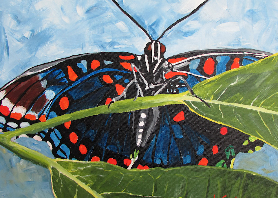 Red spotted purple butterfly fine-art prints and merchandise | Linda Sacketti