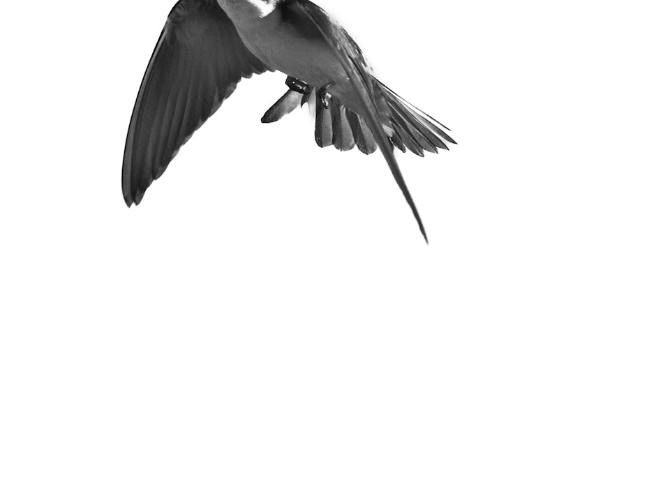 Tree Swallow Ii Art | Ken Evans Fine Art Photography