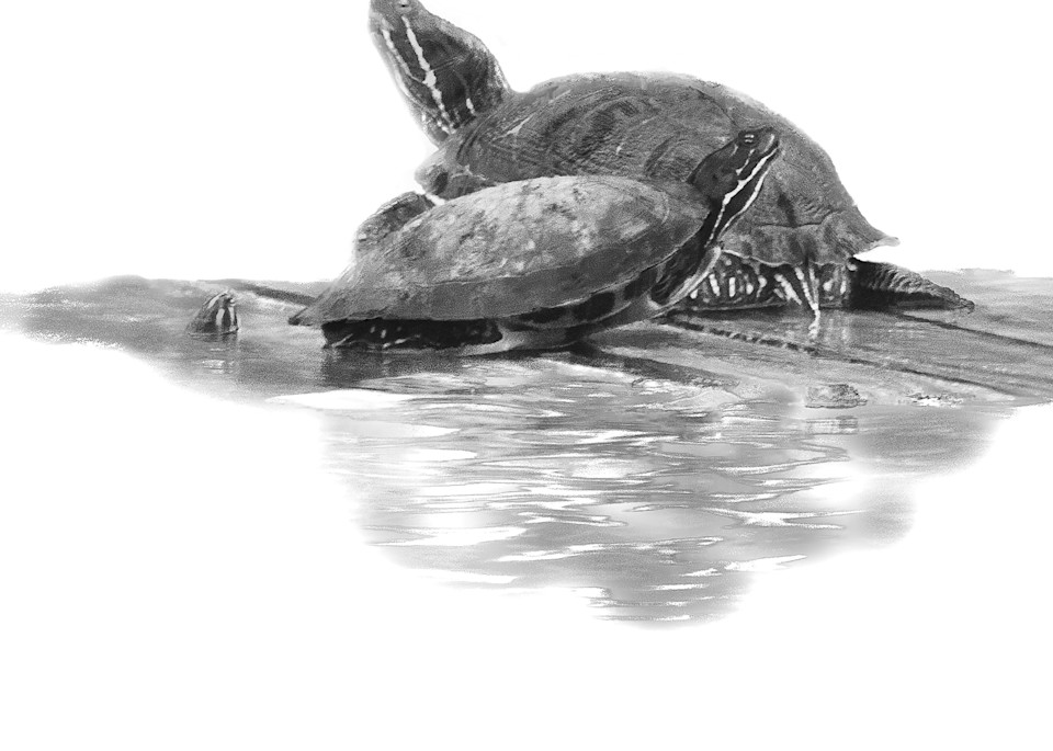 Turtle Bale Art | Ken Evans Fine Art Photography