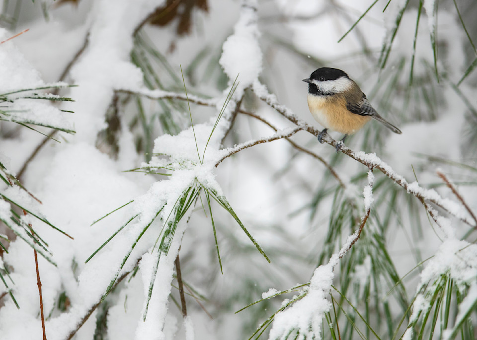 Chickadee on a  Snowy Pine Branch greeting card.