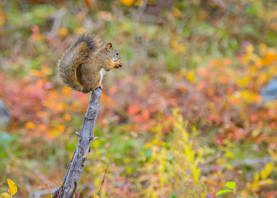 Squirrel1 Photography Art | Kelly Foreman Photography