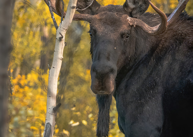 Shop Moose Wildlife Photography Art from Jefferson, Colorado at matthewryanphoto.