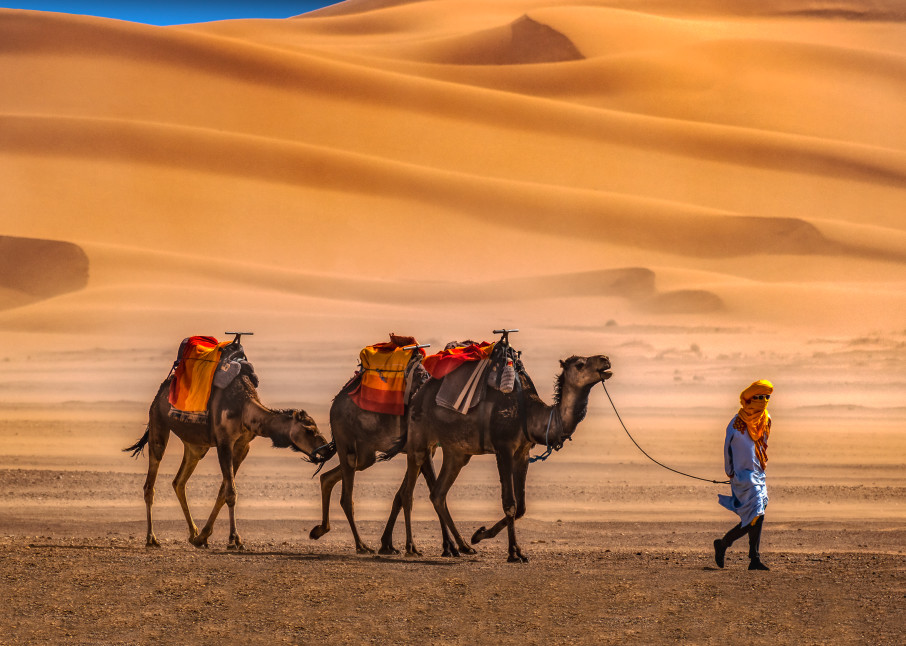 Sahara Desert With Camels, Morocco Photography Art | Rick Vyrostko Photography