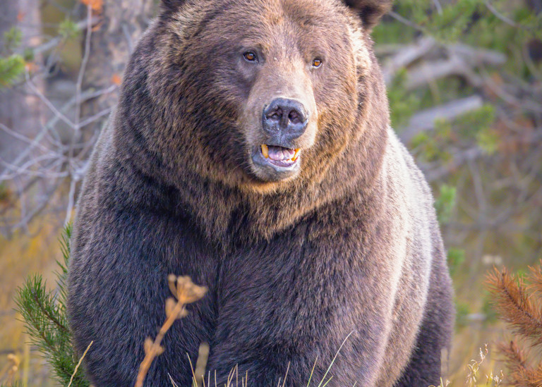 Huge Male Grizzly Bear