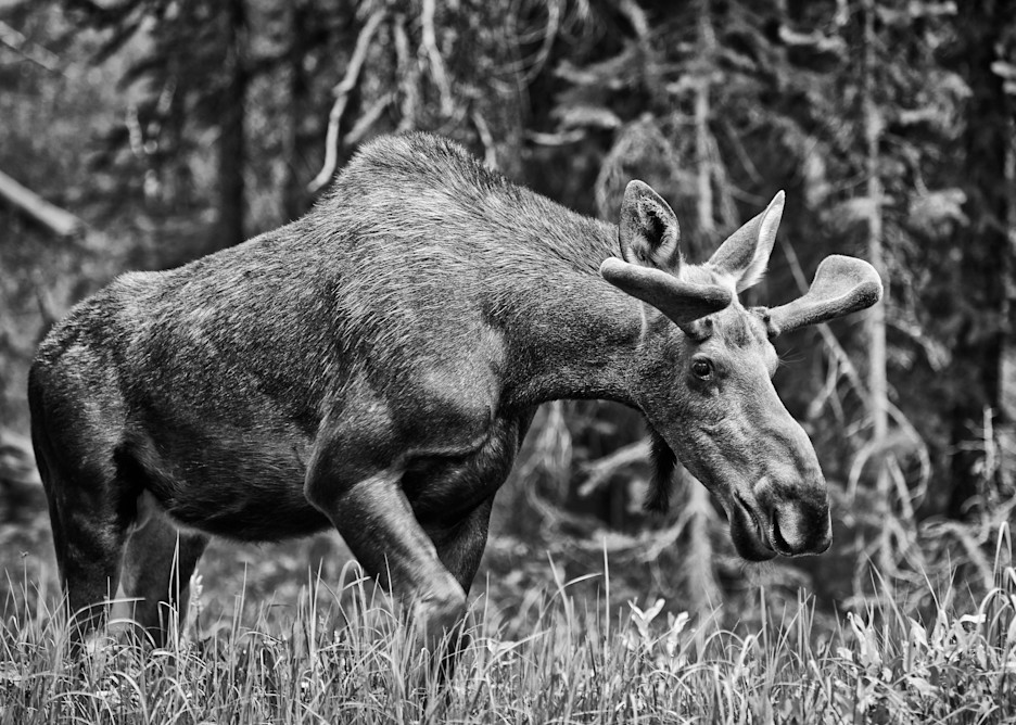 John E. Kelly Fine Art Photography – Moose - Wild Things