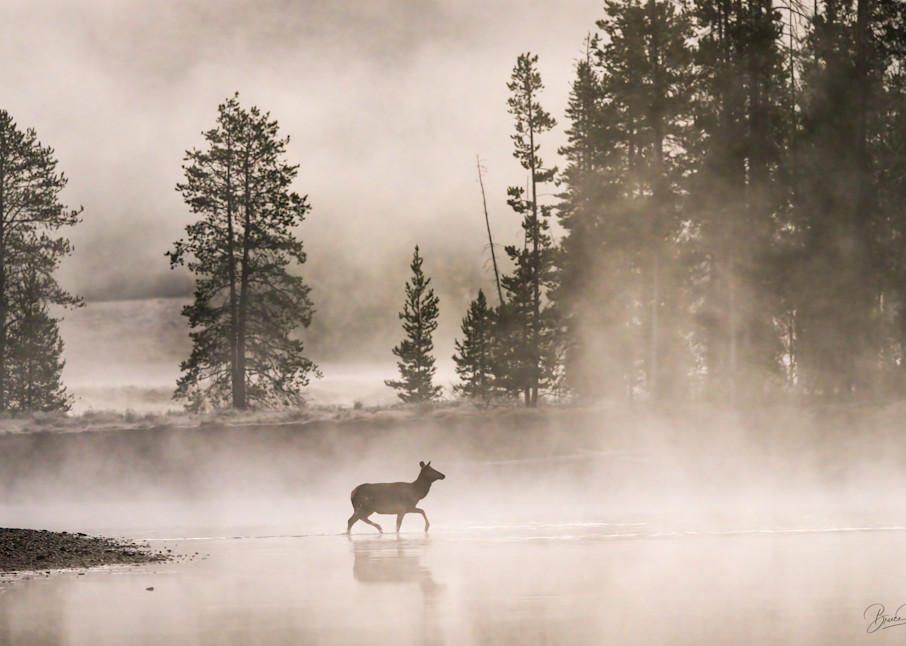 Teton Elk in Pre-Dawn Fog