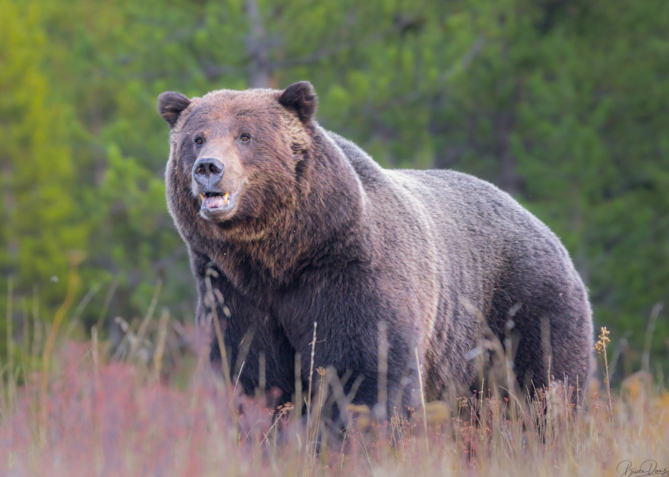 Huge Male Grizzly Bear III