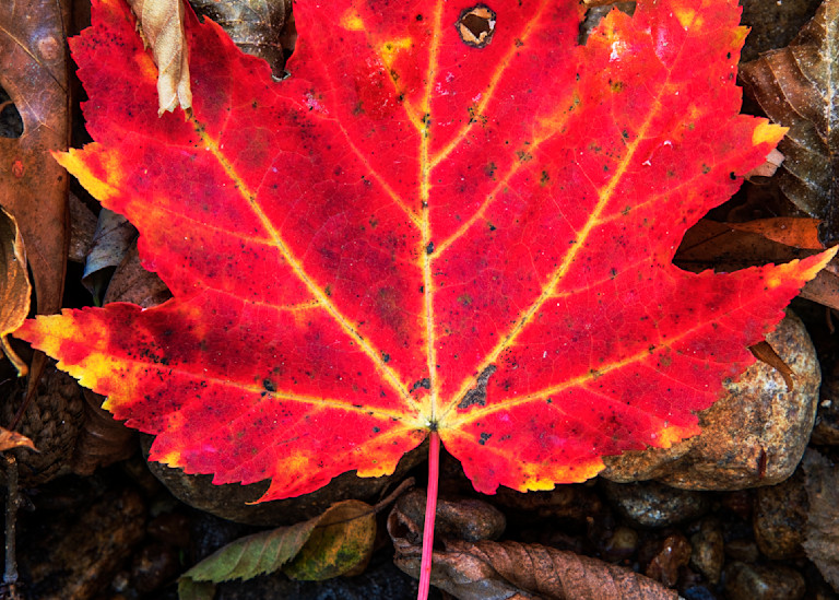 Fallen Maple — Autumn colors fine-art photography prints