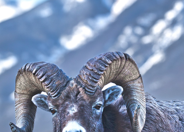 Rocky Mtn Old Ram W Mtn Background Art | URSUS NATURE PHOTOGRAPHY