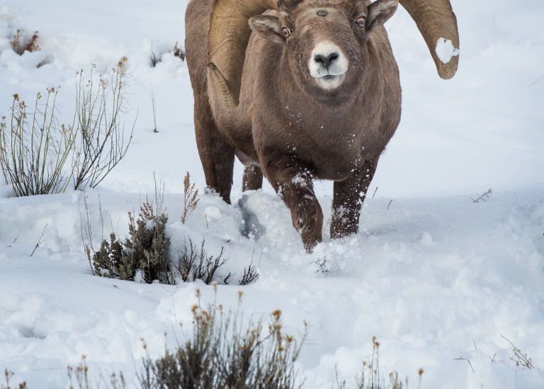 Bighorn Ram Low Stretch At You  Art | URSUS NATURE PHOTOGRAPHY