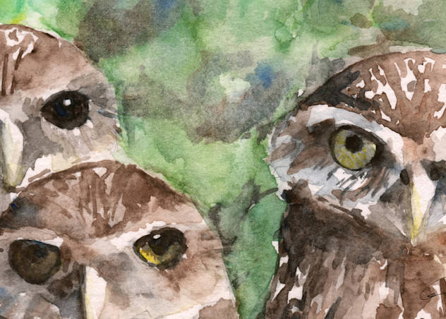 Burronwing Owls Art | Claudia Hafner Watercolor