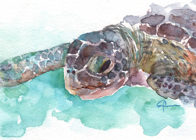 Sea Turtle 2 Art | Claudia Hafner Watercolor