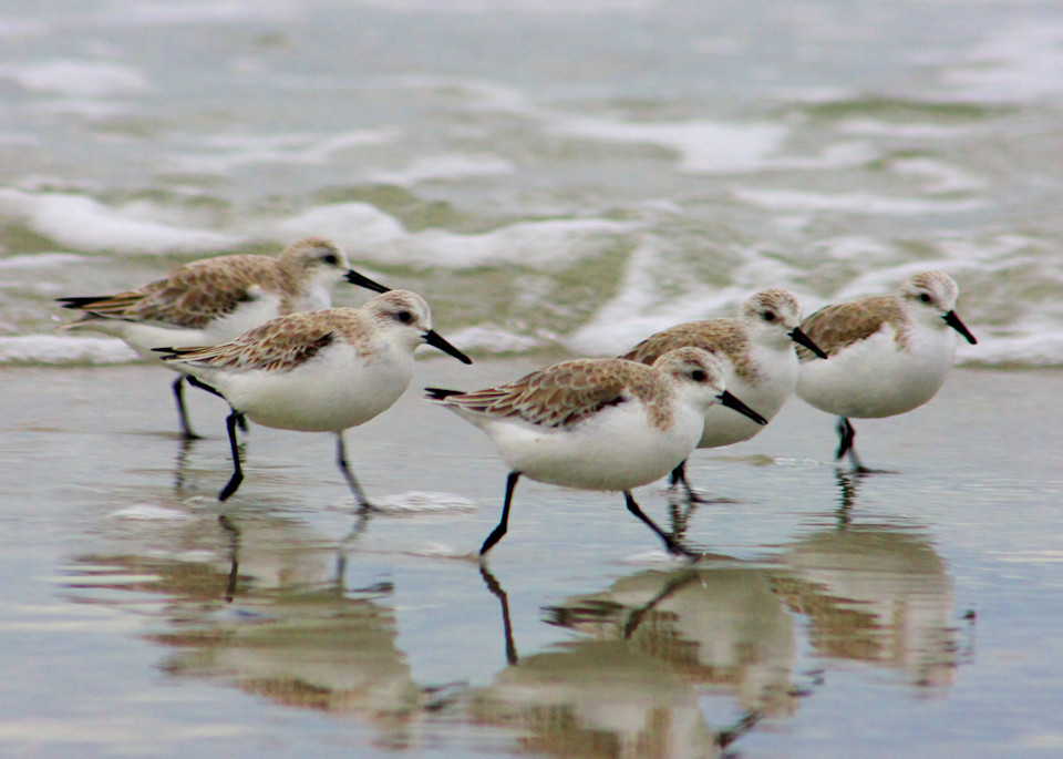 Beach Art - Sandpipers in the Surf Photograph