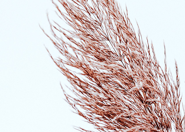 Pampass Grass Minimalism I Photography Art | Alyce Croft Photography