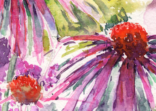 Coneflowers In Warm Hues Art | Claudia Hafner Watercolor