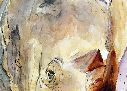 Rhino Art | Claudia Hafner Watercolor
