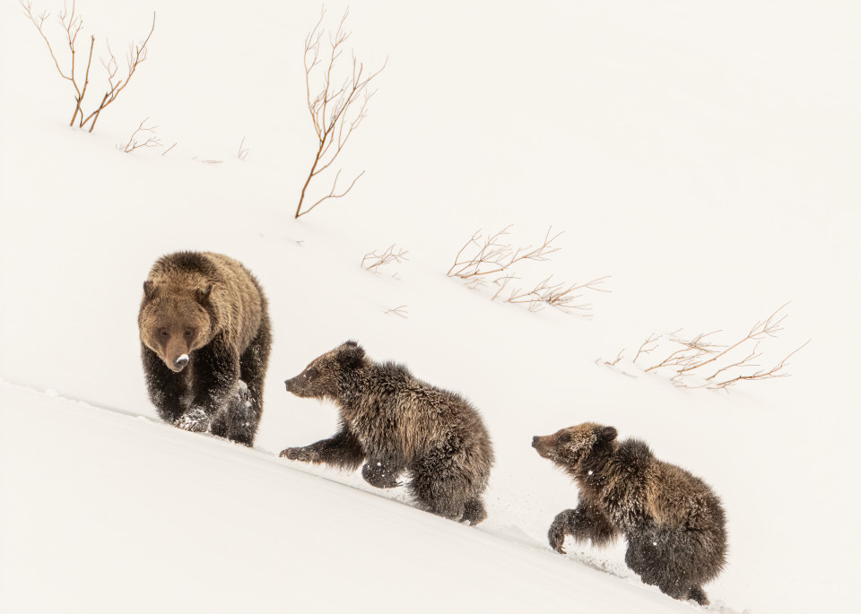 Grizzly Bear Felicia And Cubs Emerging From Winter Den Photography Art | Tom Ingram Photography